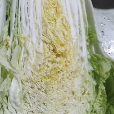 白菜黄心白菜产地一手货源对接全国市场等量大优惠