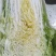 白菜黄心白菜产地一手货源对接全国市场等量大优惠