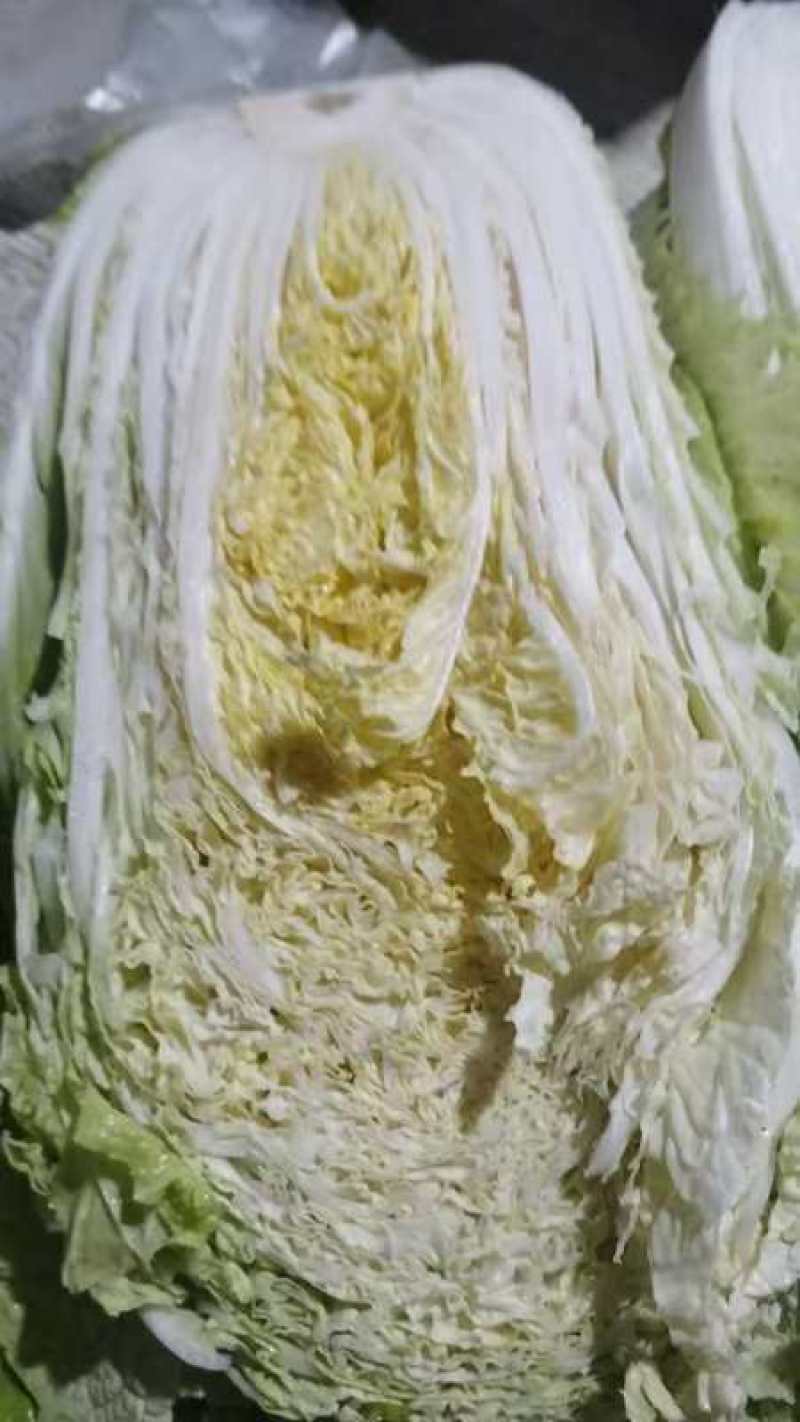 白菜黄心白菜产地一手货源对接全国市场等量大优惠