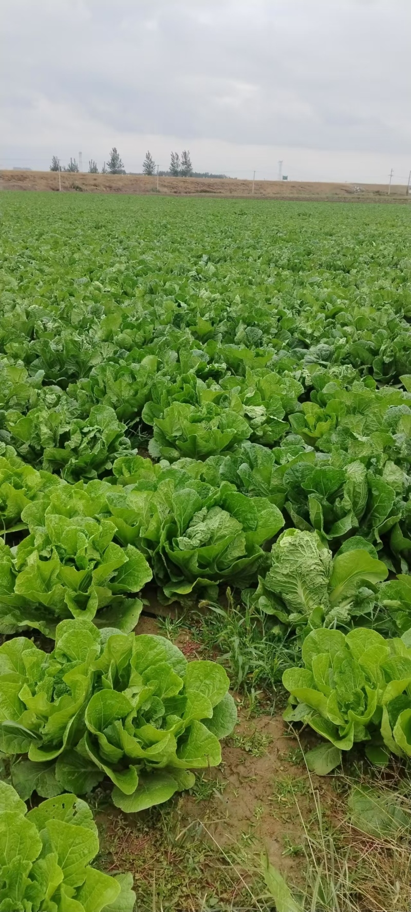 白菜黄心白菜产地一手货源对接全国市场等量大优惠