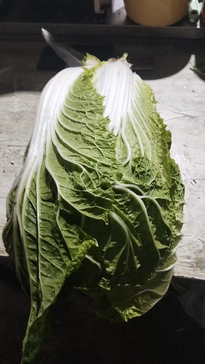白菜黄心白菜产地一手货源对接全国市场等量大优惠