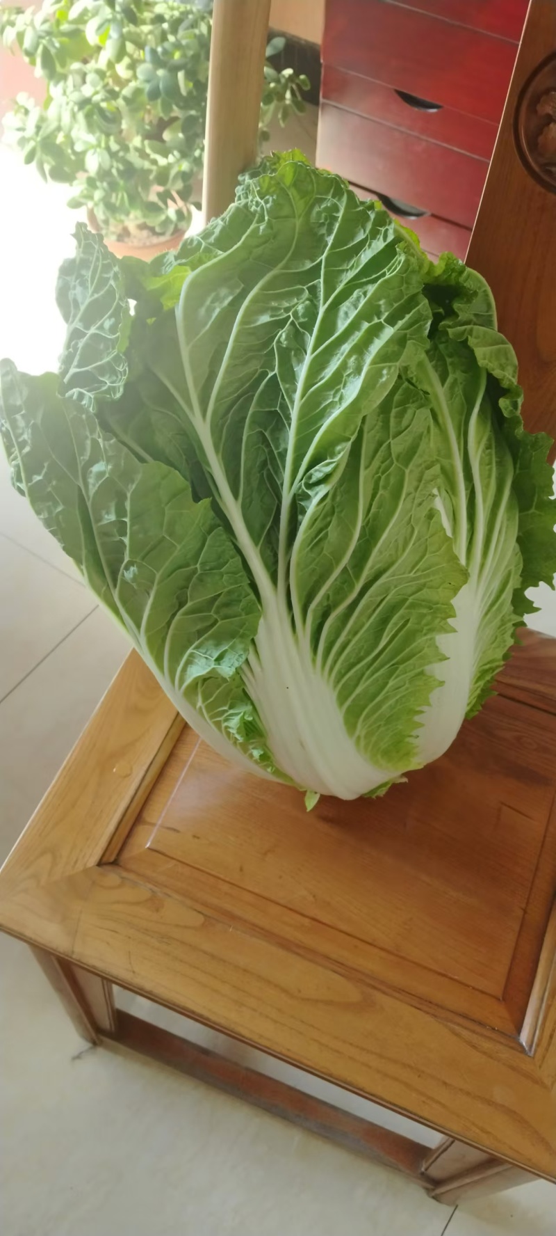 白菜黄心白菜产地一手货源对接全国市场等量大优惠