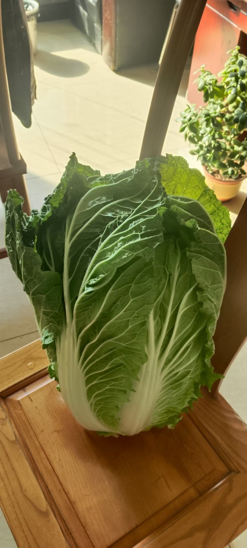 白菜黄心白菜产地一手货源对接全国市场等量大优惠