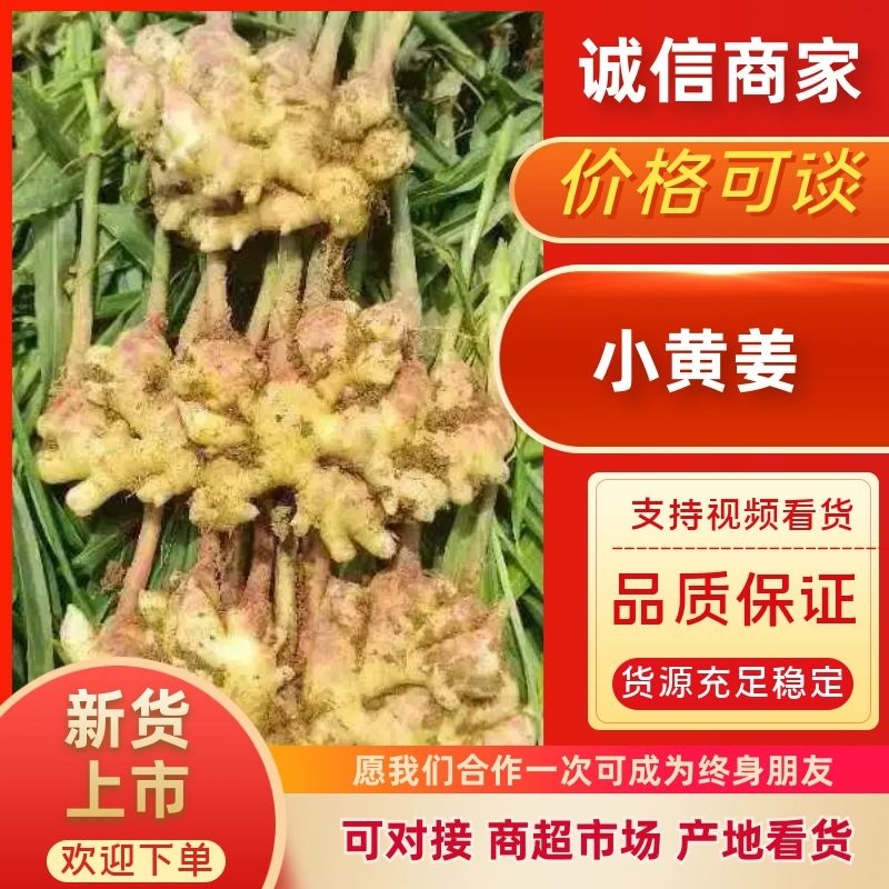 小黄姜产地直发，价格优惠，大量上市欢迎采购
