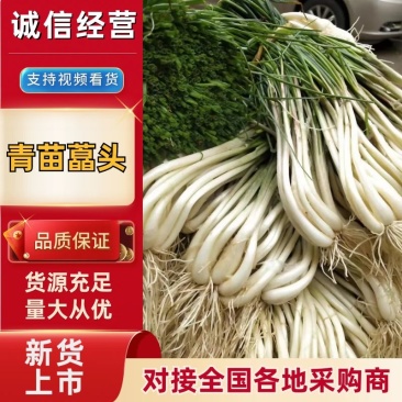 青苗藠头一手货源，价格优惠，可视频看货，欢迎采购