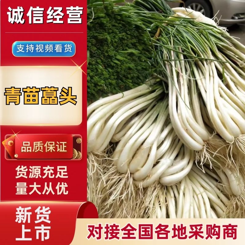 青苗藠头一手货源，价格优惠，可视频看货，欢迎采购