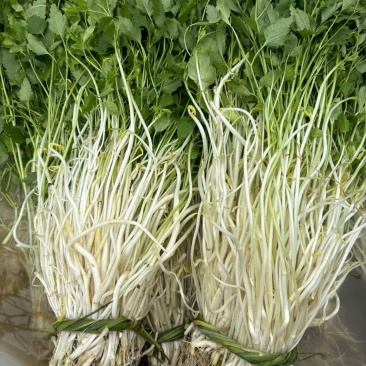 安徽怀宁石牌芹牙菜白芹货源充足可对接商超市场