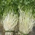 安徽怀宁石牌芹牙菜白芹货源充足可对接商超市场