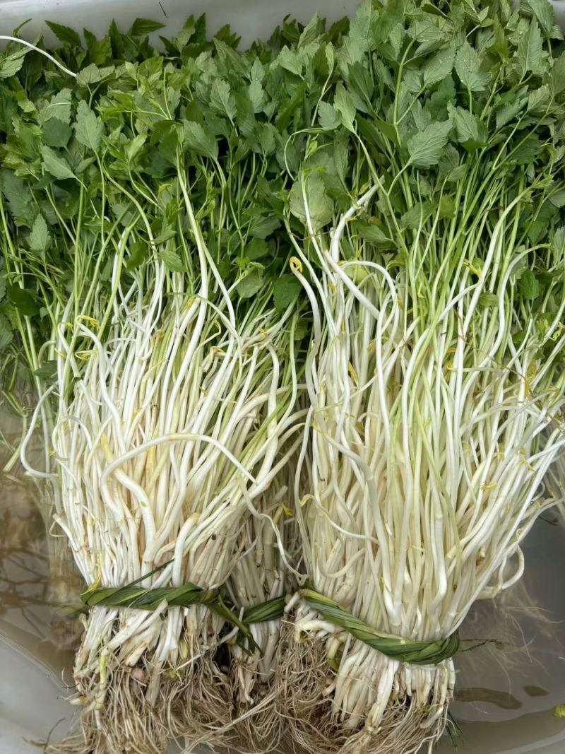 安徽怀宁石牌芹牙菜白芹货源充足可对接商超市场
