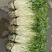 安徽怀宁石牌芹牙菜白芹货源充足可对接商超市场