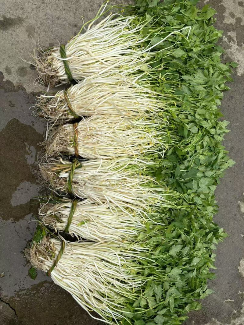 安徽怀宁石牌芹牙菜白芹货源充足可对接商超市场