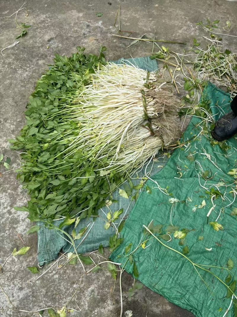 安徽怀宁石牌芹牙菜白芹货源充足可对接商超市场
