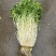 安徽怀宁石牌芹牙菜白芹货源充足可对接商超市场