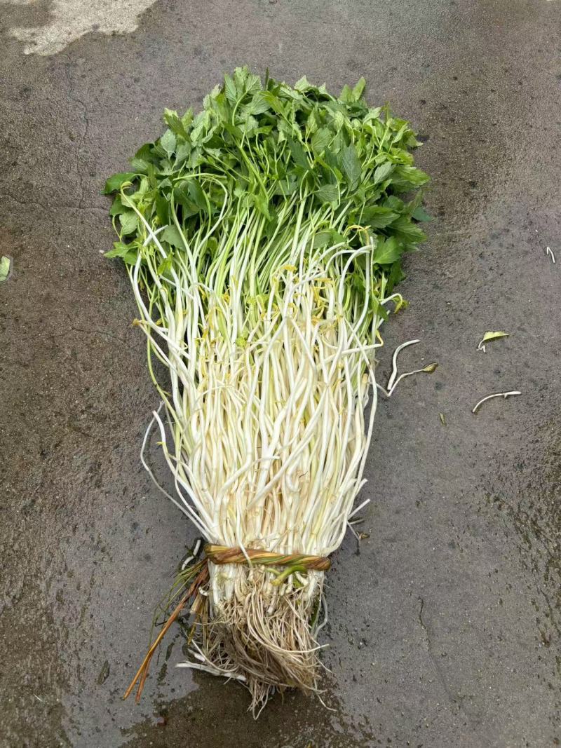 安徽怀宁石牌芹牙菜白芹货源充足可对接商超市场