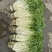 安徽怀宁石牌芹牙菜白芹货源充足可对接商超市场
