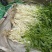 安徽怀宁石牌芹牙菜白芹货源充足可对接商超市场