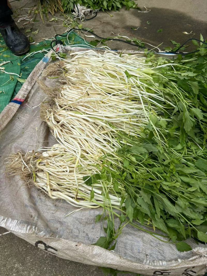 安徽怀宁石牌芹牙菜白芹货源充足可对接商超市场