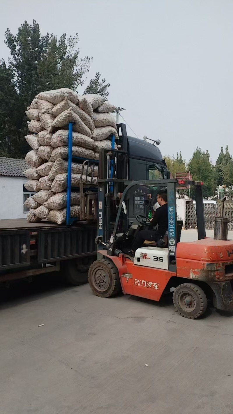大蒜品质保证全国可发质量保证欢迎咨询！