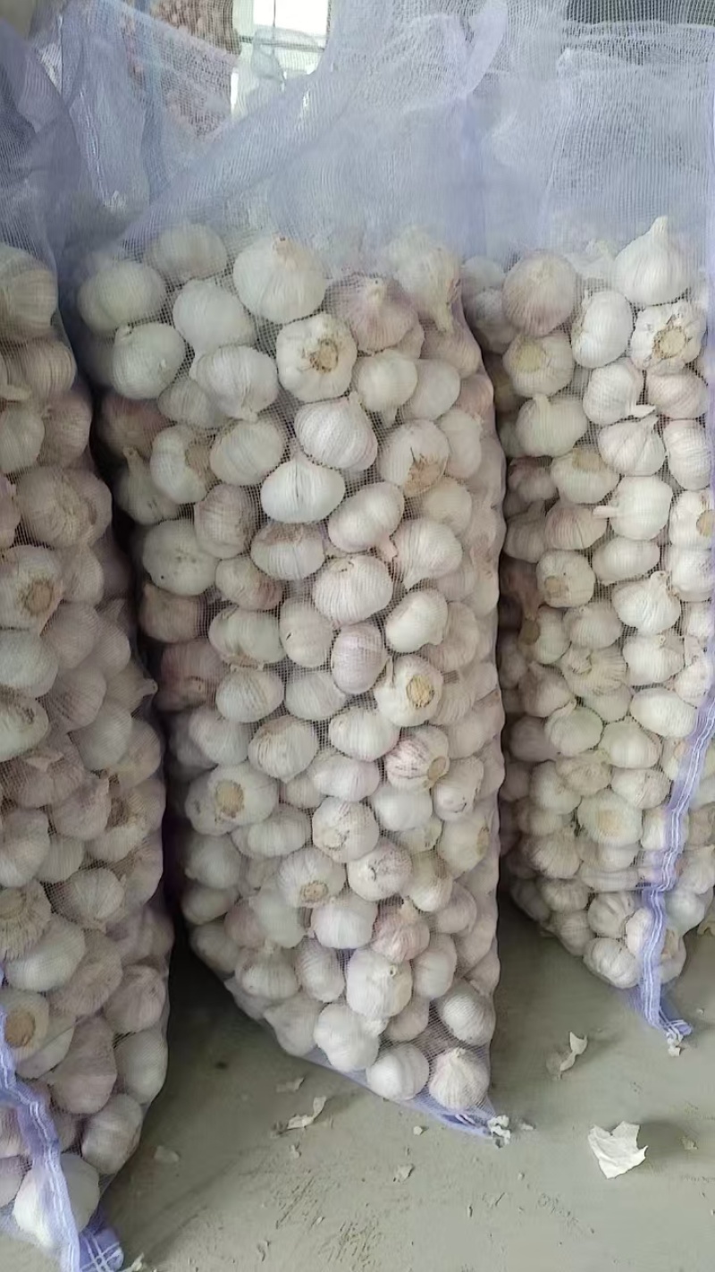 大蒜品质保证全国可发质量保证欢迎咨询！