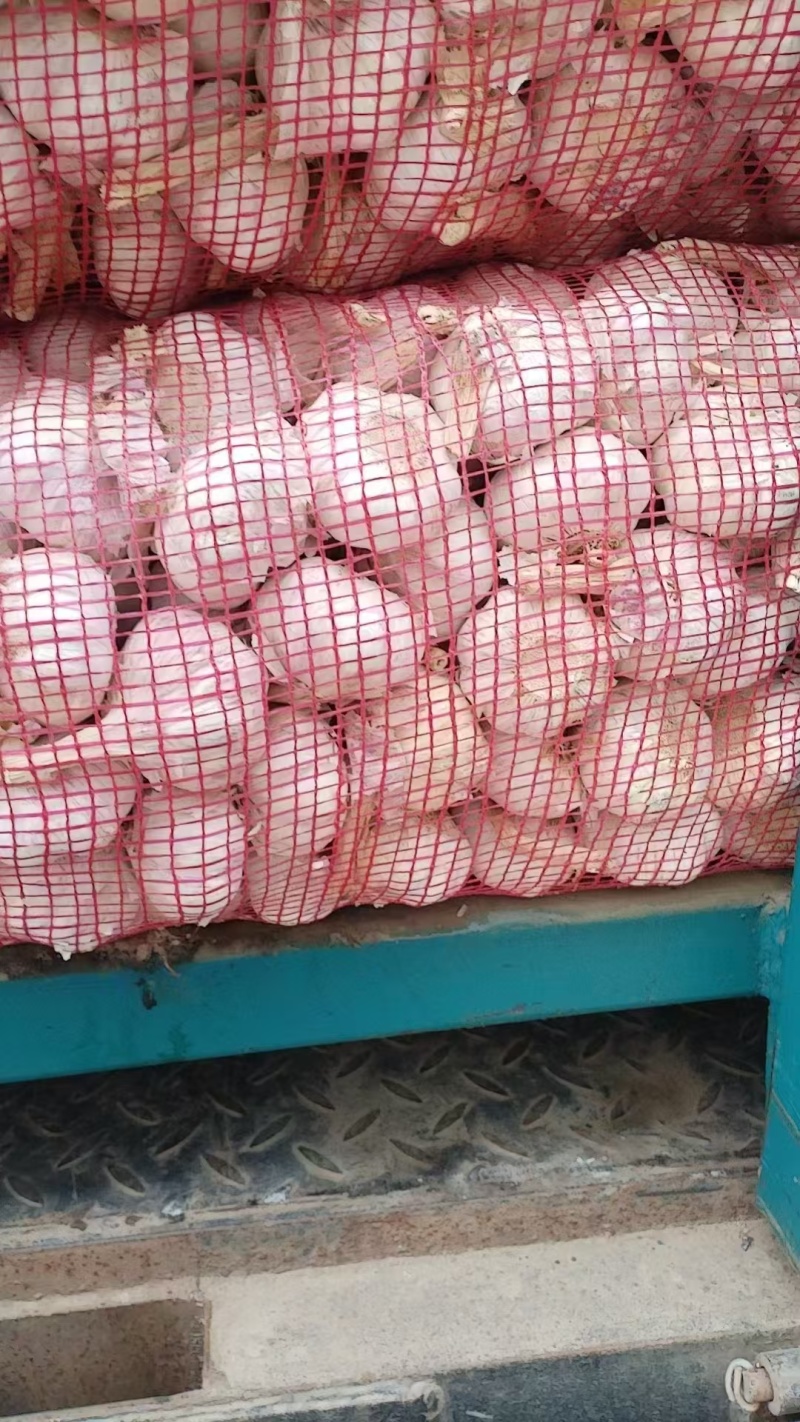 大蒜品质保证全国可发质量保证欢迎咨询！