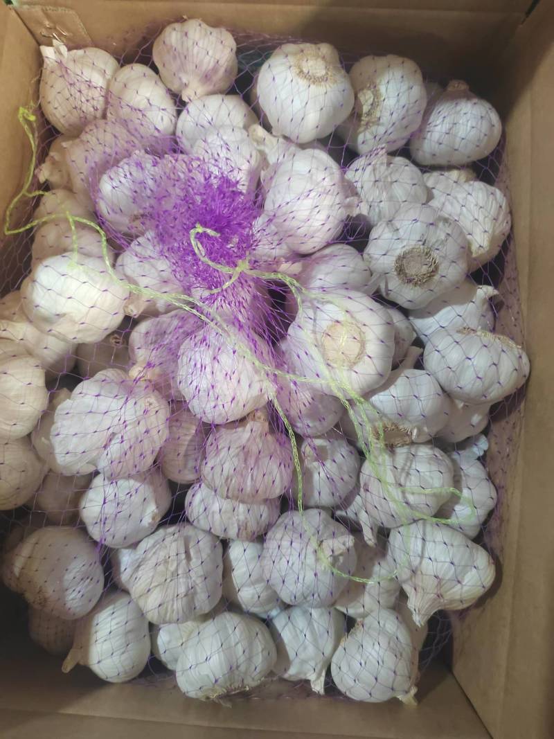 大蒜品质保证全国可发质量保证欢迎咨询！