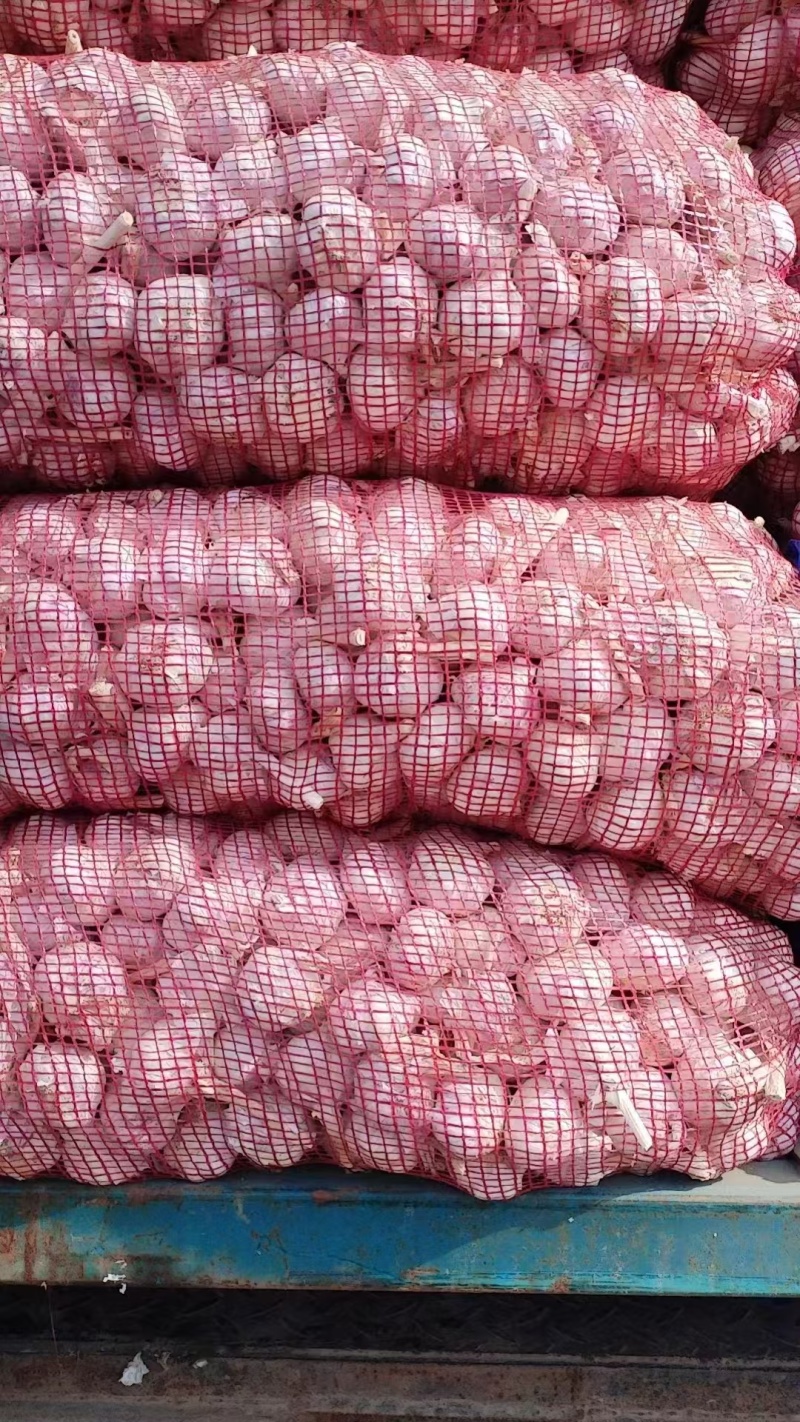大蒜品质保证全国可发质量保证欢迎咨询！
