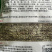 天赐香割茬茴香种子大扁杆茴香籽种孑香味浓耐热耐寒四季茴香