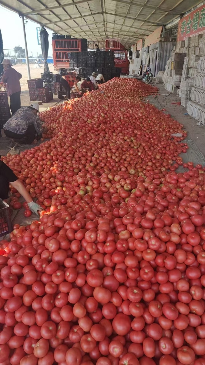 云南硬粉西红柿产地直发精品番茄产地直发一手货源