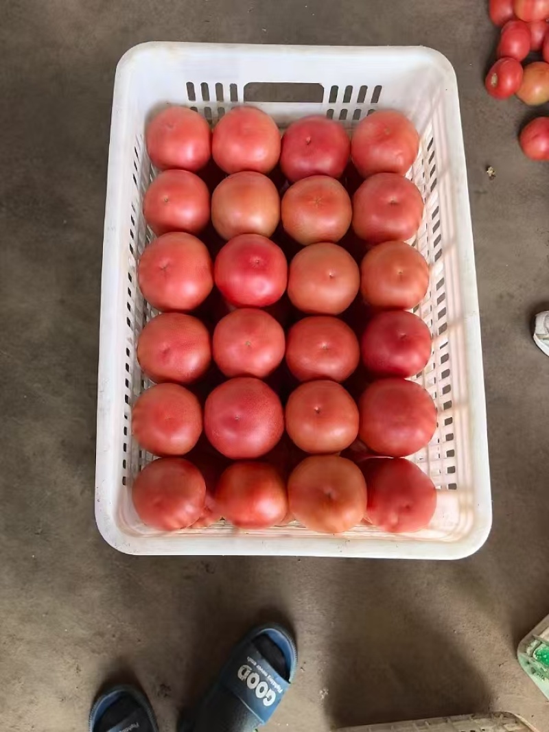 云南硬粉西红柿产地直发精品番茄产地直发一手货源