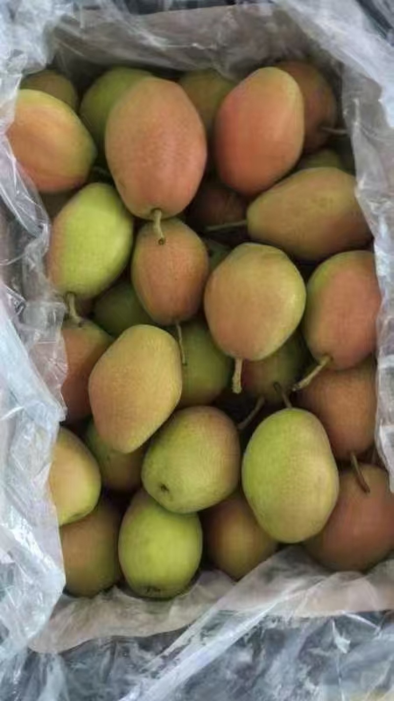 【实惠好吃】大荔红香酥梨脆甜产地直发规格可选代发全国市场