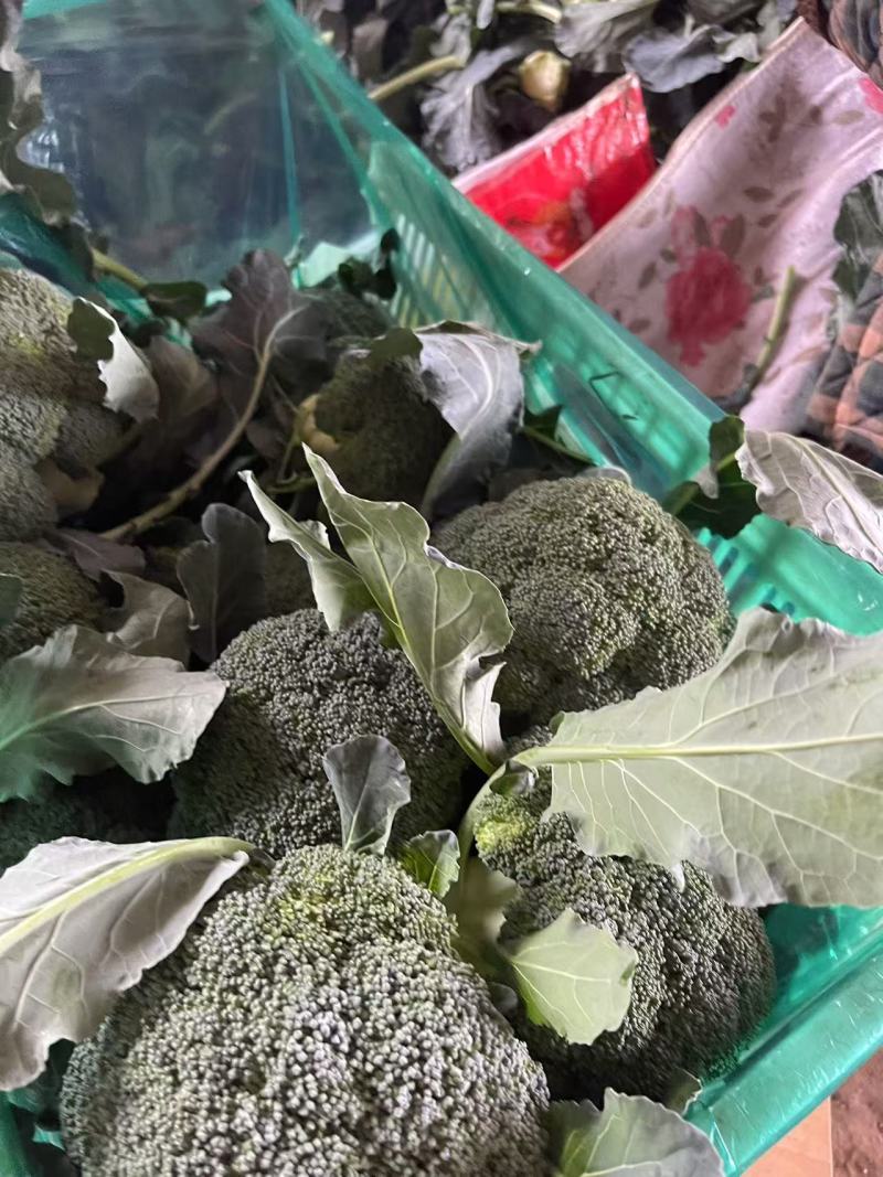 【西兰花】诚信经营西蓝花欢迎客商前来采购！支持视频看货