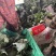 【西兰花】诚信经营西蓝花欢迎客商前来采购！支持视频看货