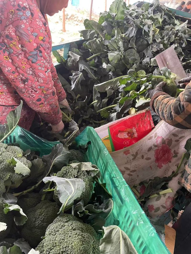 【西兰花】诚信经营西蓝花欢迎客商前来采购！支持视频看货