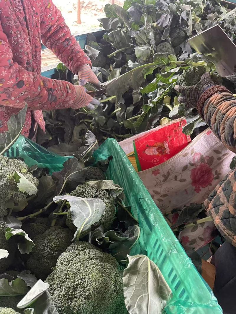 【西兰花】诚信经营西蓝花欢迎客商前来采购！支持视频看货