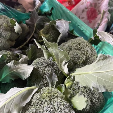 【西兰花】诚信经营西蓝花欢迎客商前来采购！支持视频看货