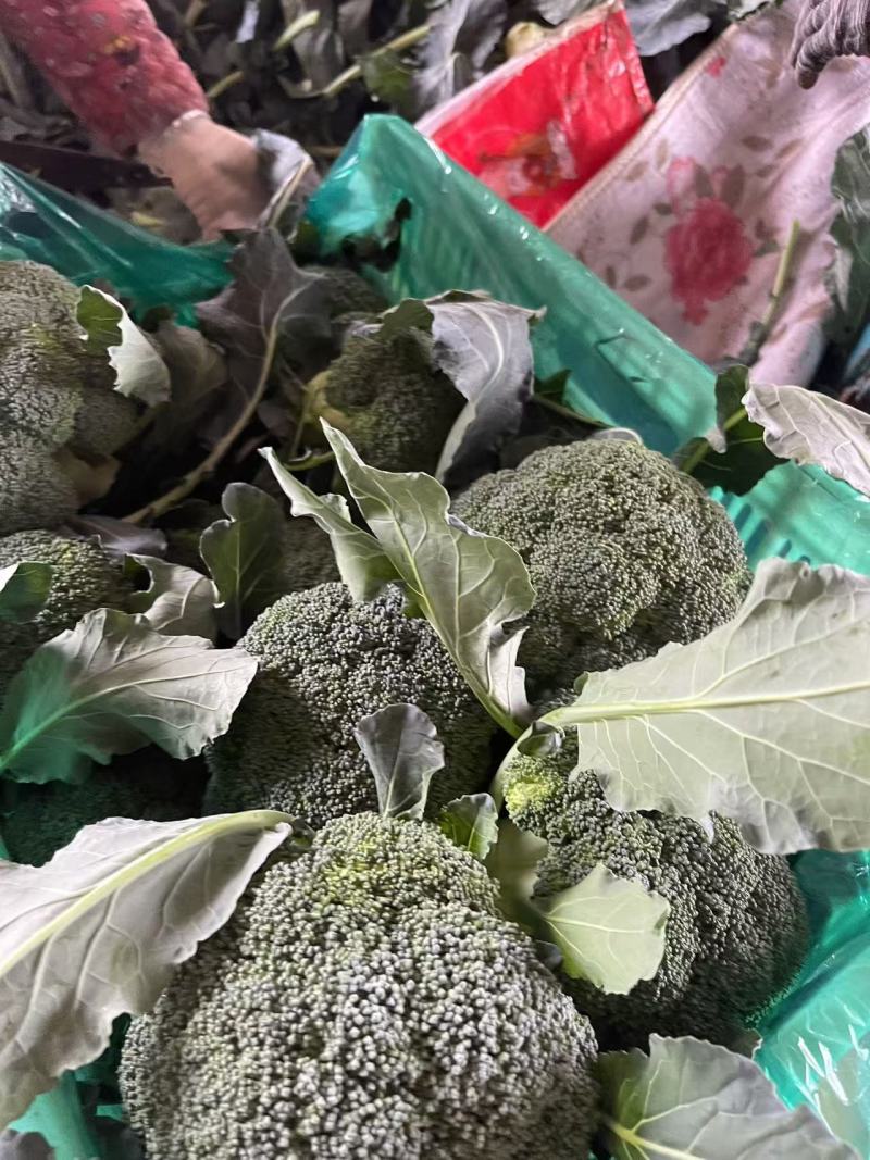 【西兰花】诚信经营西蓝花欢迎客商前来采购！支持视频看货