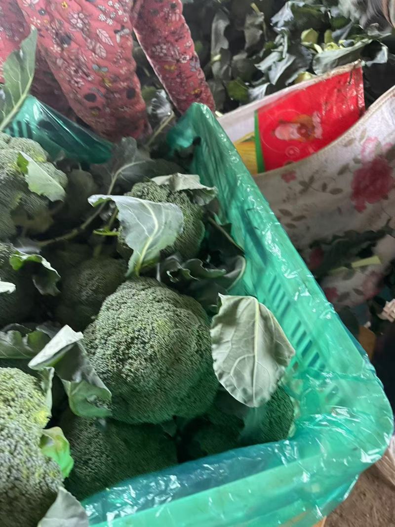 【西兰花】诚信经营西蓝花欢迎客商前来采购！支持视频看货