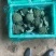 【西兰花】诚信经营西蓝花欢迎客商前来采购！支持视频看货