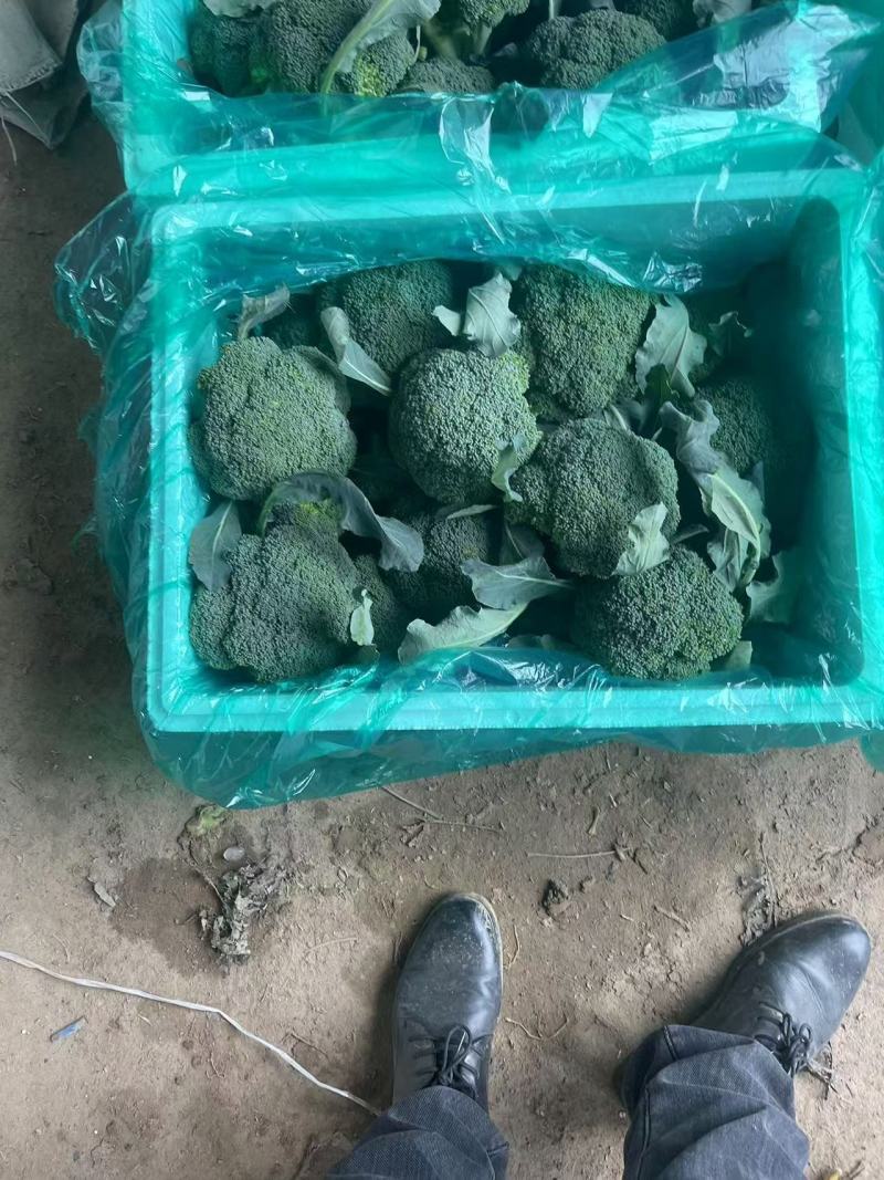 【西兰花】诚信经营西蓝花欢迎客商前来采购！支持视频看货
