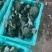 【西兰花】诚信经营西蓝花欢迎客商前来采购！支持视频看货