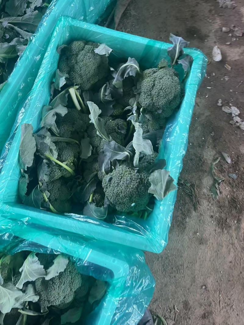 【西兰花】诚信经营西蓝花欢迎客商前来采购！支持视频看货