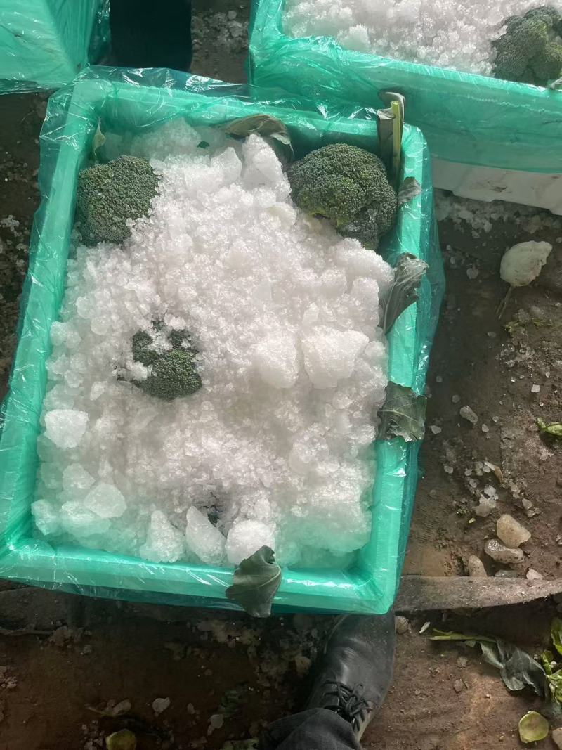 【西兰花】诚信经营西蓝花欢迎客商前来采购！支持视频看货
