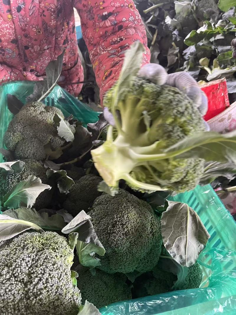【西兰花】诚信经营西蓝花欢迎客商前来采购！支持视频看货