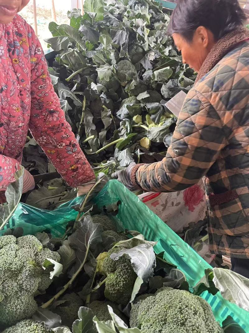 【西兰花】诚信经营西蓝花欢迎客商前来采购！支持视频看货
