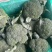 【西兰花】诚信经营西蓝花欢迎客商前来采购！支持视频看货