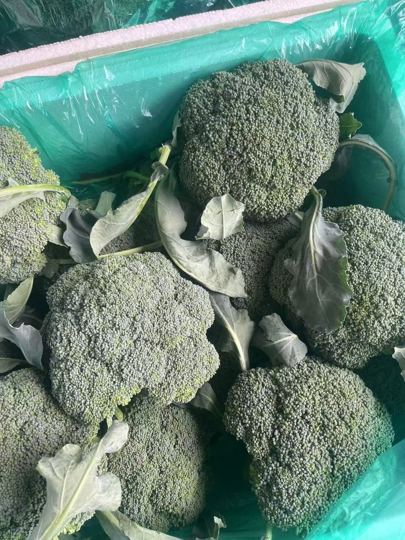 【西兰花】诚信经营西蓝花欢迎客商前来采购！支持视频看货