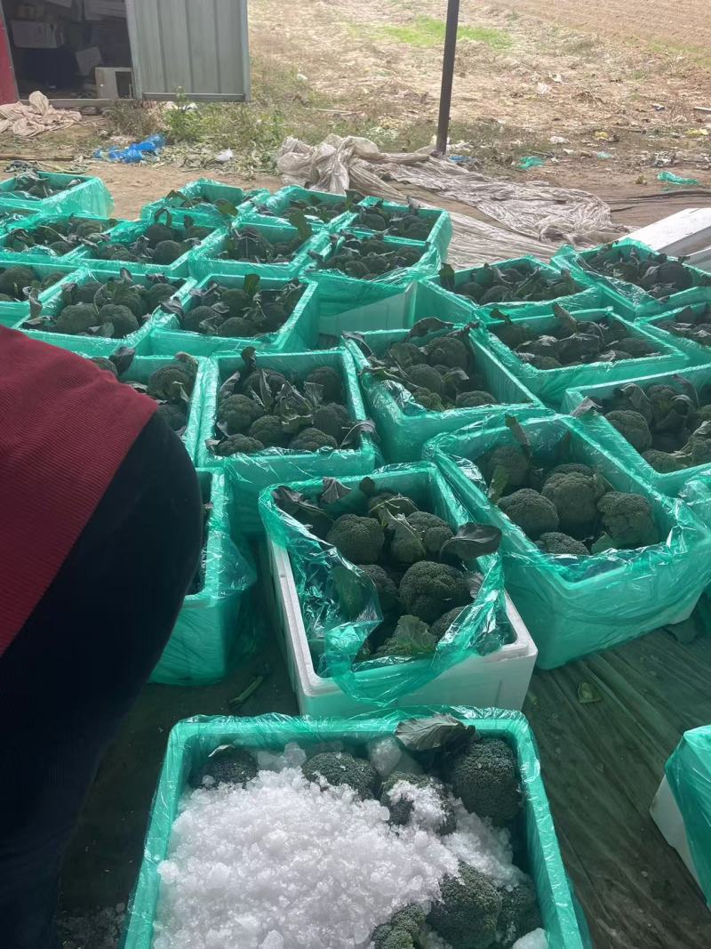 【西兰花】诚信经营西蓝花欢迎客商前来采购！支持视频看货