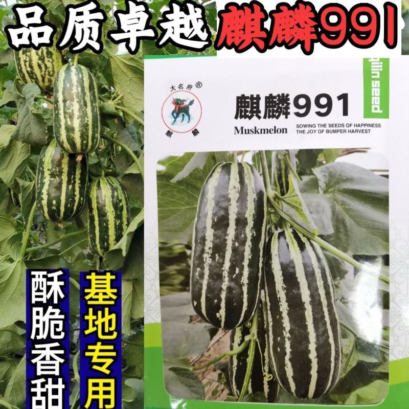 博洋9甜瓜种子麒麟991羊角蜜甜瓜种子口感脆酥