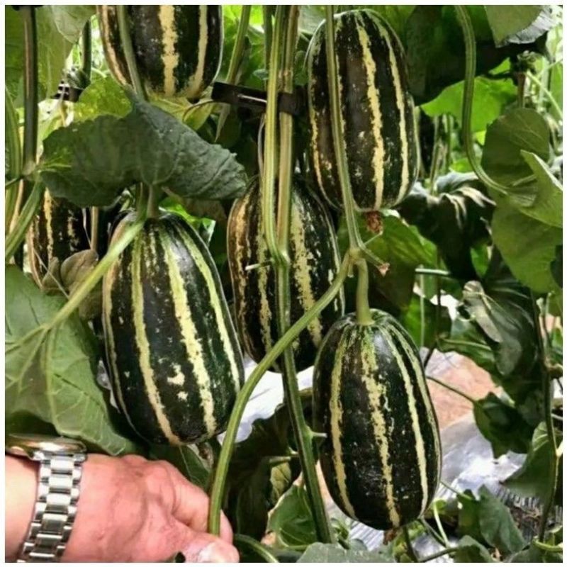 博洋9甜瓜种子麒麟991羊角蜜甜瓜种子口感脆酥