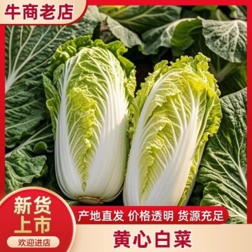 黄心白菜湖南黄心白菜现砍现发可视频看货欢迎来电